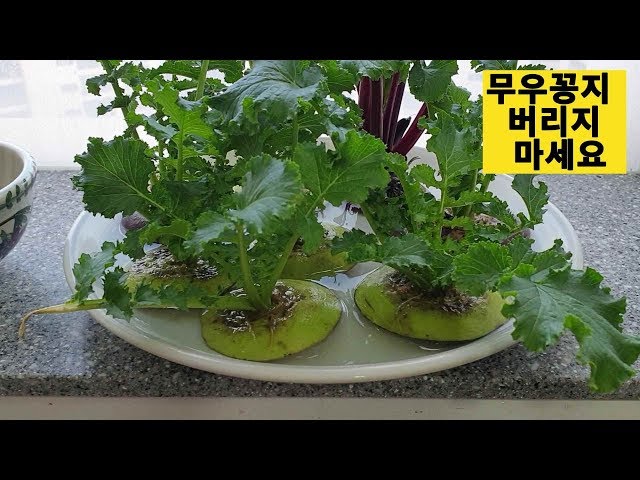 집에서 수경재배로 무우청기르기(growing up radishes at home)