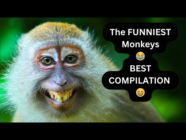 Funny Monkeys |@leoannamagicschool| Nursery Rhymes | Monkey Song | Banana Remix | Jungle Monkey🐵