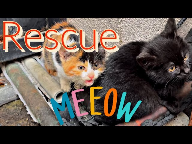 Newborn kittens sitting on hot pipes to keep warm /CAT ISLAND/- 4K STREET CAT VIDEOS