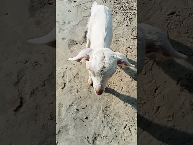 This Is A Goat Kid video His Voice Is Mama Sound Very Cute Baby Goat Kid #funnymoment #funniestvideo