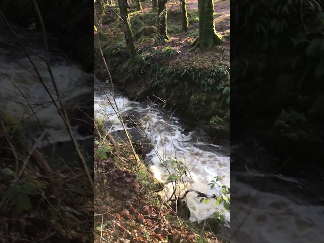 Rushing stream after the rain