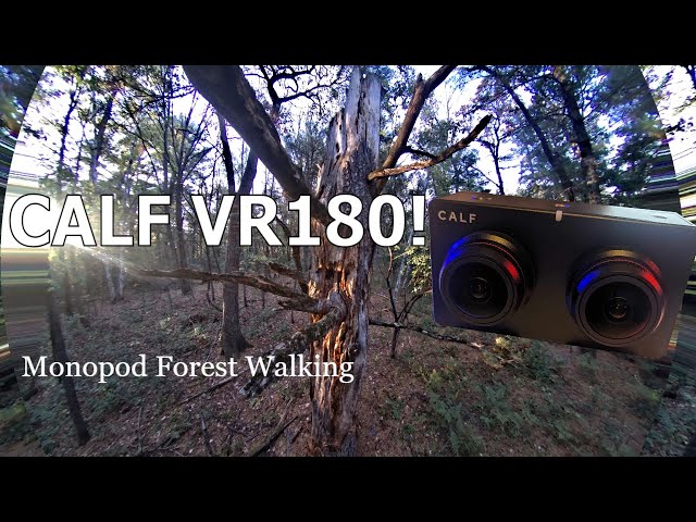 Calf VR180 Camera Forest Walk Test on Monopod. #VR180 #CalfVR