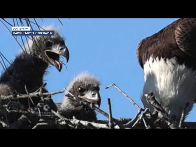 Both Southwest Florida Eagle Cam eaglets have died