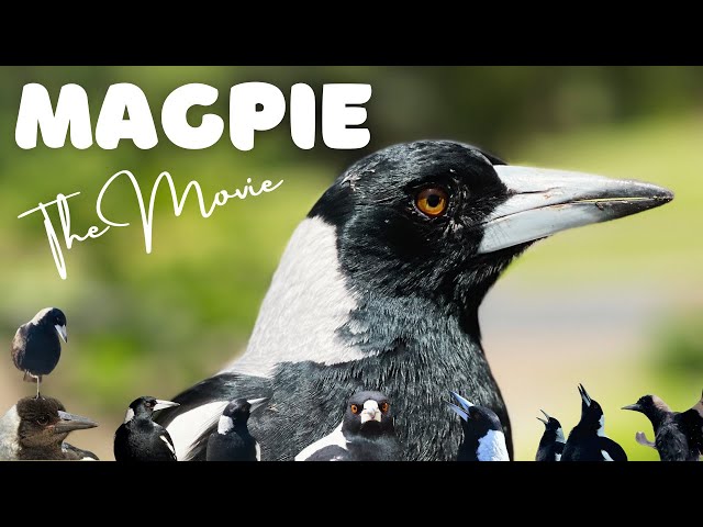 MAGPIE the Movie | The Incredible Story of How Henry Made a Family.