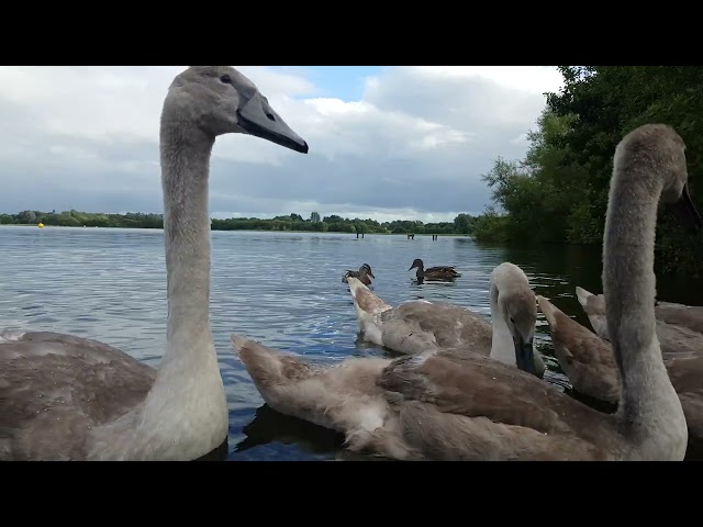 🇮🇪🦢 BEAUTIFUL😍MUTE SWAN CYGNETS🦢MALLARD DUCKS🦆KINNEGO BAY IRELAND🇮🇪LIKE👍subscribe🙏FULL video IN site