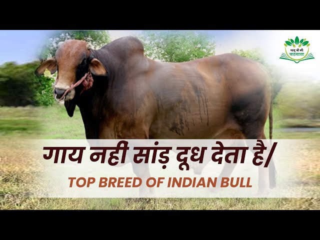 गाय नहीं सांड़ दूध देता है/ TOP BREED OF INDIAN BULL #ox  #बैल #breeding