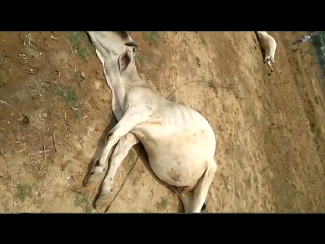 Poor animals death by broken electric wire in india