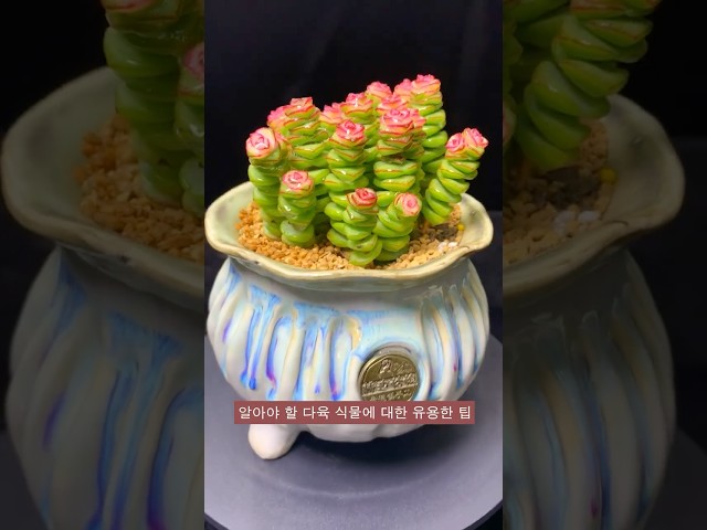 알아야 할 다육 식물에 대한 유용한 팁 | 多肉植物| 다육이들 | Suculentas