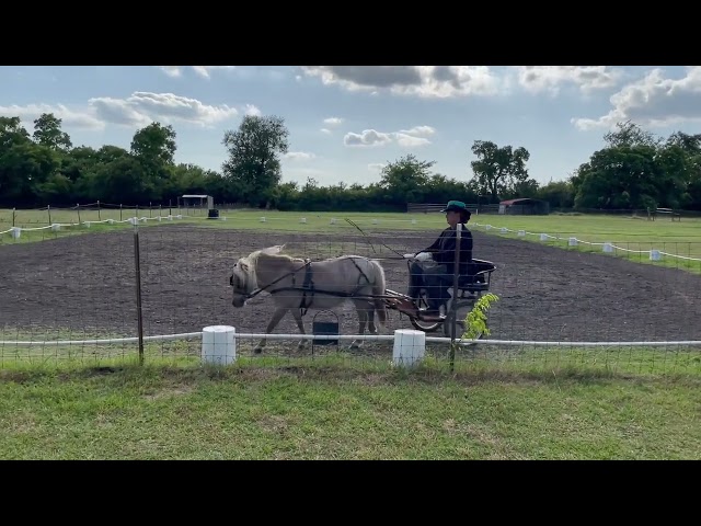 ODI Summer 1 2022 - Entry Level Test A - Shelby Driving Princess Reign