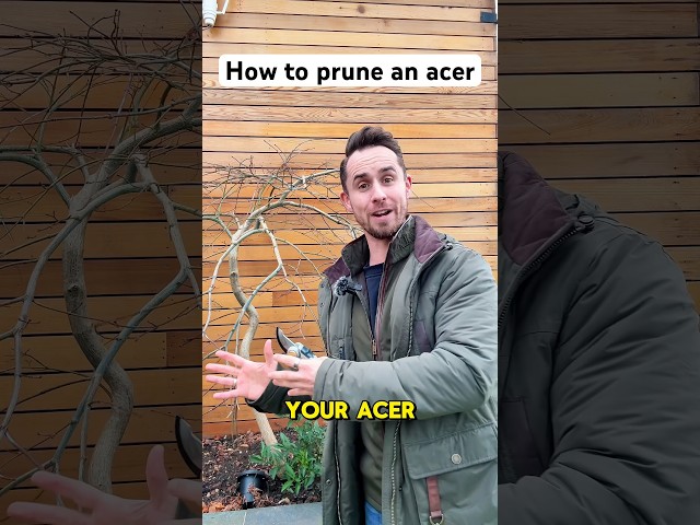 How to prune an acer #gardening