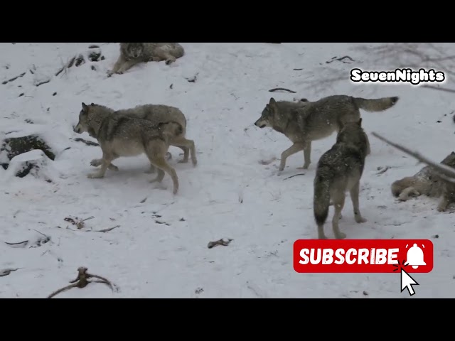 Sami's Journey"Wildlife Animals On Camera"(Part 5):Wolves in Finland_ The Wild Hunters of the North!