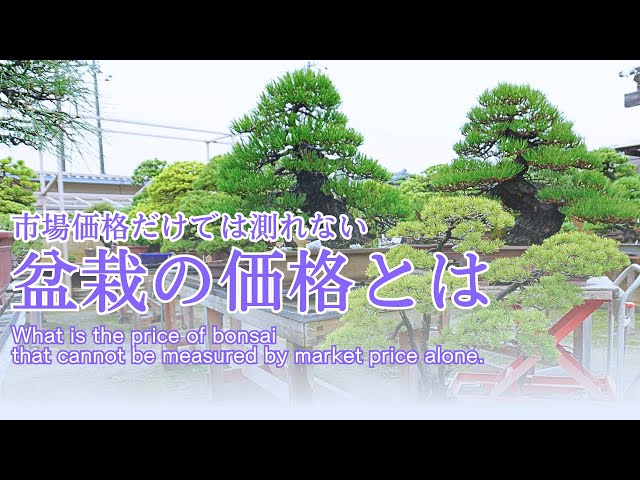 What is the price of a bonsai - which cannot be measured by market price alone -