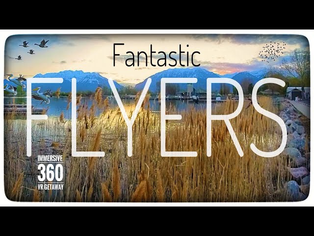 Sunrise Symphony:  🦆👂🦆 Paddleboard with Feathered Friends (VR 360° ASMR)**