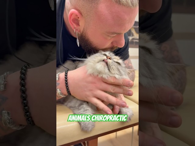 Animals Chiropractic 💚💚#dogshorts #cat #asmr #animals #chiropractic #türkiye #katze #foryou