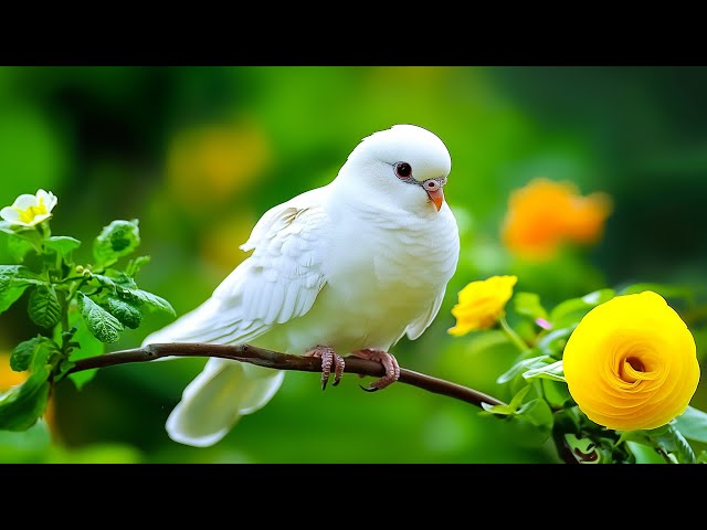 Very Relaxing Music to Heal Your Mind, Body & Soul🌱 Stress Relief Sounds🎵 Eliminate Negative Energy