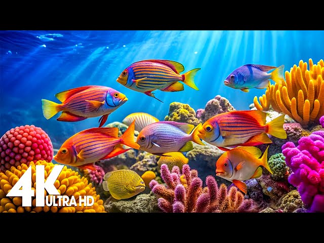 Aquarium 4K VIDEO(ULTRA HD) - Amazing Beautiful Coral Reef Fish - Sleep Relaxing Meditation Music #2