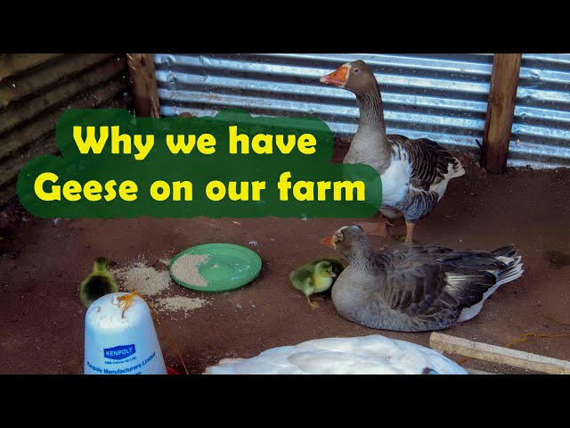 Stonehouse farm Geese.