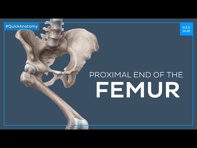 Anatomy of the proximal end of the femur - Quick Anatomy | Kenhub