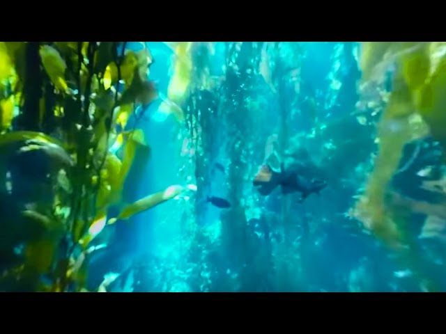 360° Diving Exploration of Kelp Forest Aquarium | Big Blue Live | BBC Earth Explore