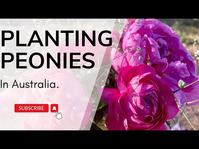 Planting and growing peonies in Australia.  The Queens of cut flowers!