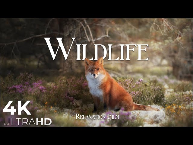 Wildlife Animals Relaxation Film 4K - Peaceful Relaxing Music - 4k Video UltraHD