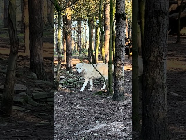 Gare au loup blanc !