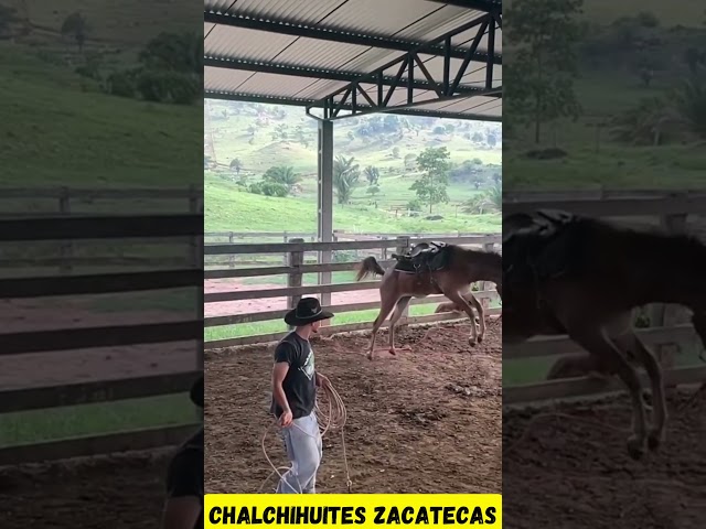 ¡Caballo Bailarín Sorprende Con Sus Brincos Espectaculares!