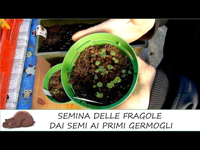 Semina e coltivazione delle fragole in vaso. Dal seme alla piantina! Fuori onda alla fine del video!