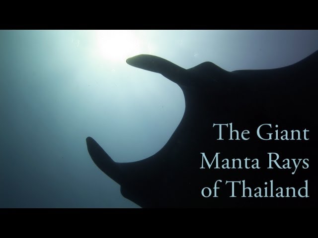 The Giant Manta Rays of Thailand