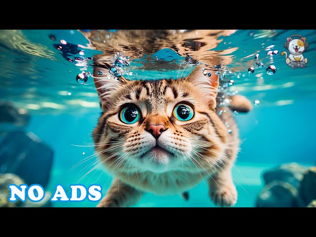 Calming Music for Anxious Cats🎶Soothing Tunes to Help Your Pets Relax When Home Alone | Sleepy Cats