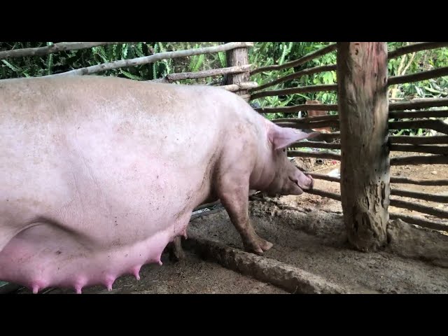 DE Parto  La puerca  muchos cerdos en la  granja recién nacidos. Monte adentro R.D