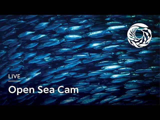 Live Open Sea Cam - Monterey Bay Aquarium