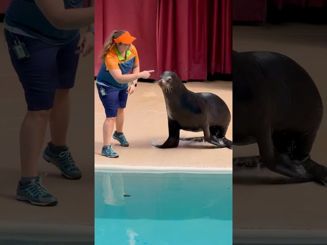 Listen to his roar! 😬 Seaworld Orlando Sealion Show #seaworld #seaworldorlando #sealions