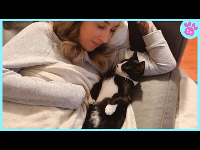 Cute Cat Show Love 😻 Cat and Human Moments