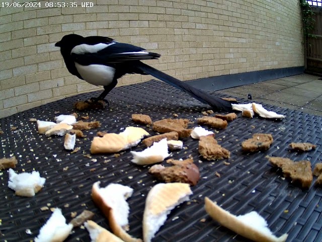 magpie drilling into dried bread while bullying pigeons