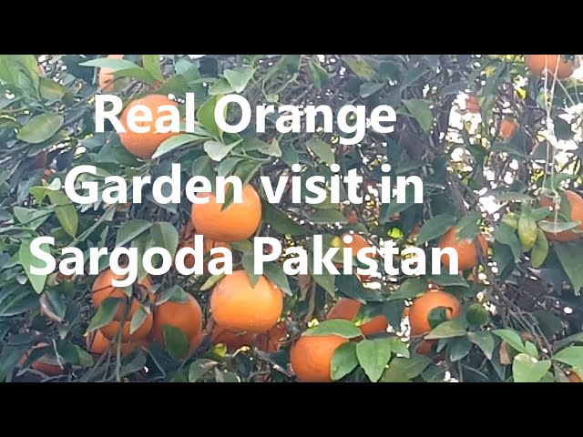 Real Mandarin Orange (kinnow ) Garden visit in Sargodha Pakistan