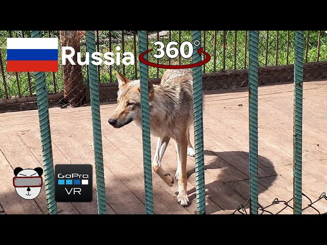 🌍 360° Caged Wolf | Ulan-Ude, Russia 🇷🇺【GoPro VR Travel | 360 Video】