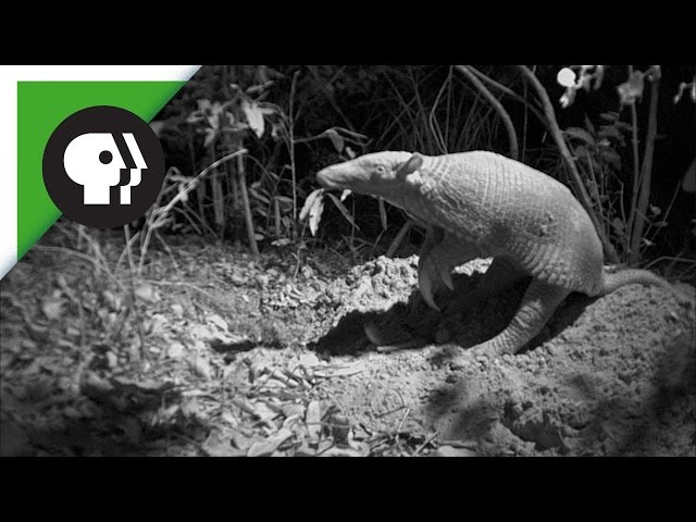 Scientists Capture Rare Footage of Giant Armadillo