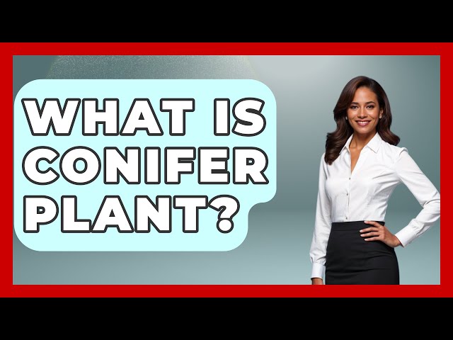 What Is Conifer Plant? - The Plant Enthusiast