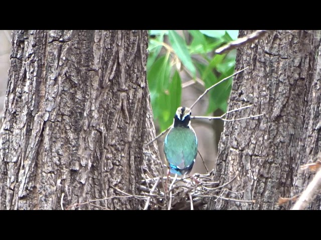 Birds nesting/Indian pitta//Gir national park/Color full bird