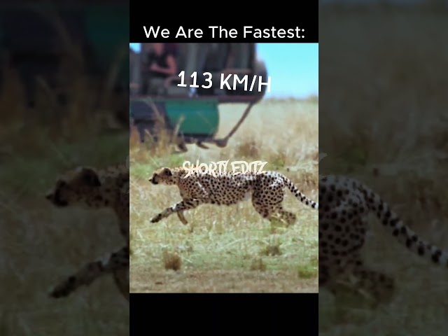 we are the fastest animals🤡