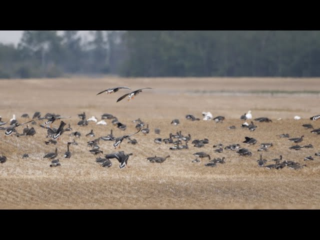 EARLY SNOW GOOSE CRUSHING ... Claudio Ongaro's Hired to Hunt Season 5 Episode 2