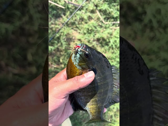 HUGE bluegill caught at Hart Park in Bakersfield!!! #fishing #bluegill #hartpark #bakersfield