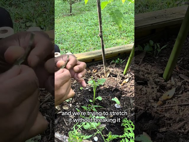 Planting Pomatoes: Growing a Fusion of Potatoes and Tomatoes