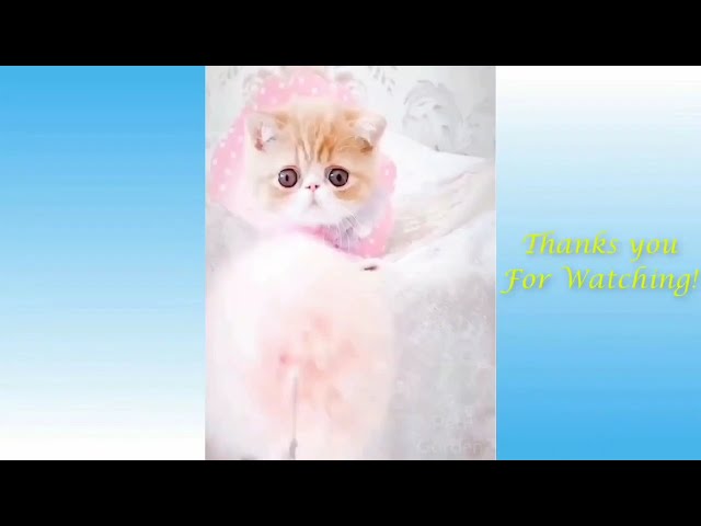 Funny videos!cute cat