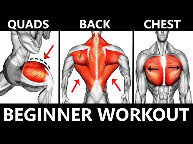 BEGINNER WORKOUT  BACK CHEST QUADS  MUSCLE BUILDING WORKOUT