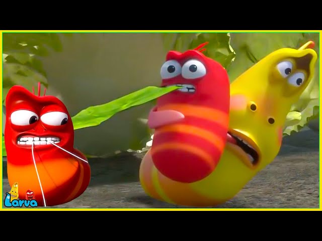 LARVA FUNNY 2025 | TUG OF WAR | THE BEST OF CARTOON || CARTOON MOVIE FOR LIFE - YELLOW & RED