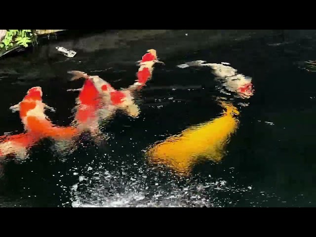 What's the world's largest koi fish? #fishpond