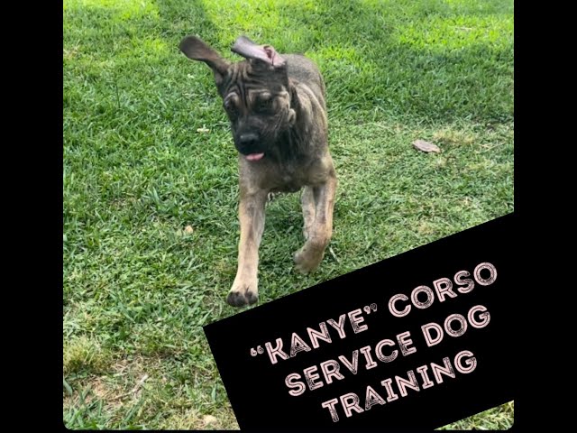 360 (4K) Basic Obedience Cane Corso puppy training.