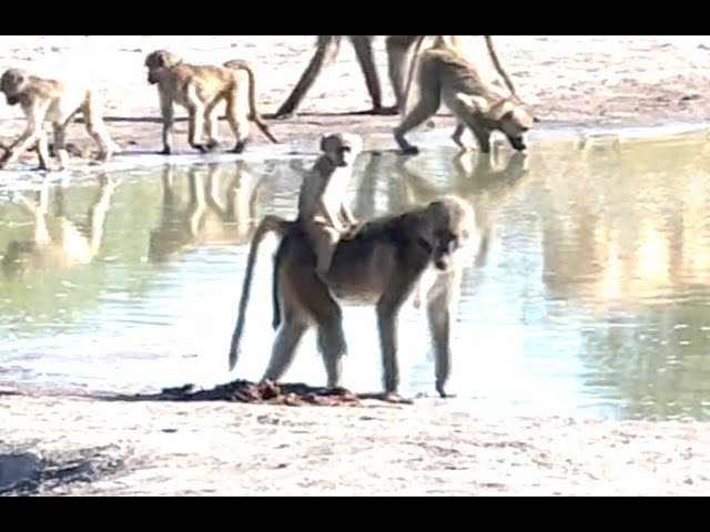 Adorable Baby Baboon Rides Mom's Back in the Okavango Delta!